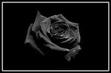 File:The Order of the Black Rose Flag.png